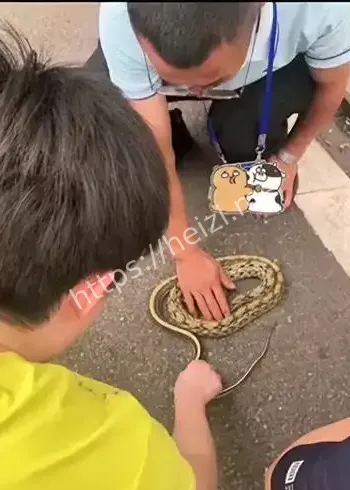 张家界驴友捡蛇事件